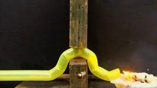 Stanford engineers create vine-like soft robot that can grow