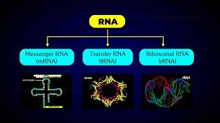 TYPES OF RNA