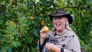 Raintree Nursery Fruit Feature: Mount Vernon Asian Pear!