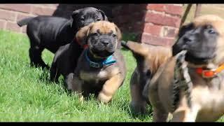 Boerboel Puppies All Colors Outdoors Are Full Of Adventure!