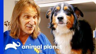 Scared Dogs Are Saved From a Puppy Mill | Dr. Jeff Rocky Mountain Vet