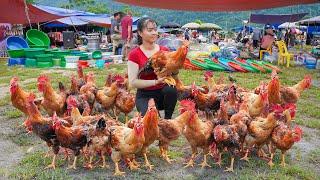 Harvesting Many Chicken (Rooster) Goes To Market Sell - Build Cage With Iron Mesh To Raise Quails