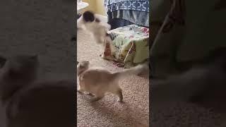 There's absolutely NOTHING MORE FUNNY! NINJA CATS!  TRY NOT TO LAUGH compilation.