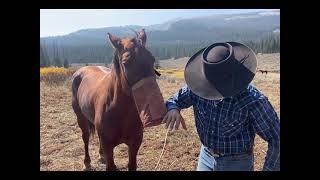 How to use a feedbag/nosebag to grain your horse.