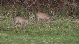 Spring feeding of roe deer on Orava.