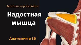 Надостная мышца. Musculus Supraspinatus. Краткий анатомический обзор.