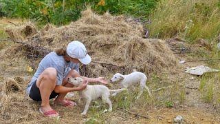 Woman Finds Puppies Abandoned in the Woods and They Become Obsessed with Her