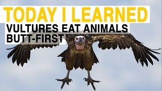 TIL: Vultures Have to Eat Animals Butt-First | Today I Learned