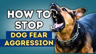 How To Stop Dog Fear Aggression