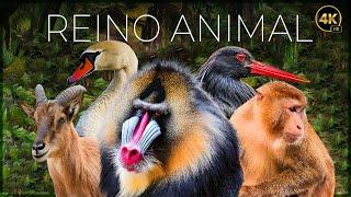 REINO ANIMAL: VIDA SALVAJE - EPISODIO 1 | DOCUMENTALE COMPLETO