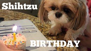 shih tzu celebrating birthday 3 years old
