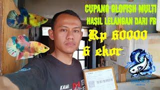 unboxing ikan cupang neon multicolor