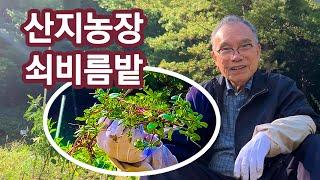 두레마을 산지농장 쇠비름밭