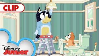 Day In The Life With The Heelers  | Bluey | @Disney Junior