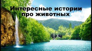 Интересные истории про животных. Аудио рассказы. Истории про волков.