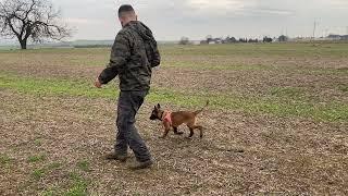 KÖPEKLERİMİ NASIL EĞİTİYORUM VE EN ÇOK SORULAN SORUYA CEVAP VERDİK 