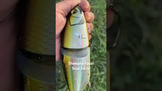 Shimano swim bait. Yasei Soul Swim