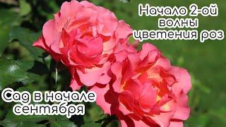 Сад в начале сентября️ Начало 2-ой волны цветения розАнглийские розы Д.Остина и не только️