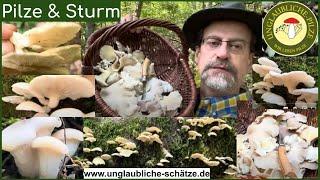 Seitlinge! Pilze sammeln nach dem Sturm - lecker August 2023