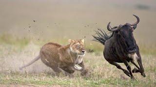 Terrifying Lion vs. Wildebeest Showdown - Full Action Battle Caught on Camera!