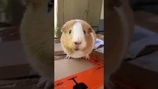 Guinea pig wheeking and squeaking loud noises