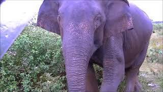 Spotting Wild elephant in Sri Lanka