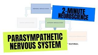2-Minute Neuroscience: Parasympathetic Nervous System