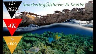 Sharm el Sheikh Snorkeling in 4K/2022 - Amphoras Blu Beach, 46 min Full Experience