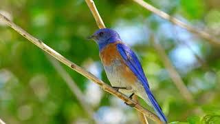 Enjoy Nature Video - Blue Orange bird Sound for relax and stressrelief #peaceful #animals #birds