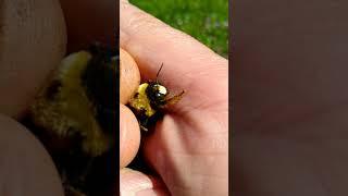 Male Carpenter Bees don't Sting