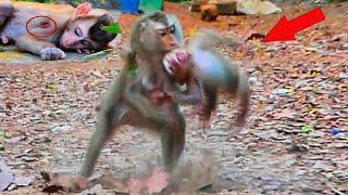 Million breaking heart new abandoned baby monkey got hard lesson from Libby  why Libby do like this
