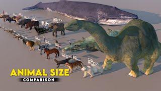 Animal Size Comparison 3D | Biggest Animal