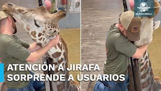 ¿Quiropráctico de jirafas? Doctor se vuelve viral en redes sociales