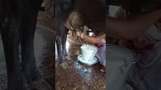 cow milking by hand of woman #short