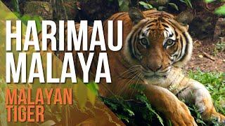 Harimau Terancam di Malaysia (Critically Endangered Malayan Tiger)