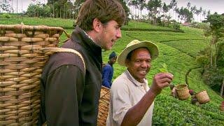 How to Pick Tea | This World: The Tea Trail With Simon Reeve | BBC Studios