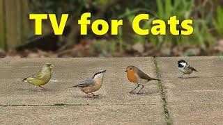 Cat TV ~ Birds for Cats to Watch on The Ground ⭐ 10 HOURS ⭐