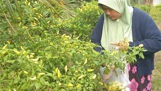 senang petik sayuran di kebun unda mamak putri