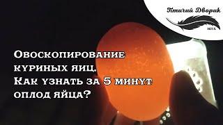 Овоскопирование куриных яиц.  Как узнать за 5 минут оплод яйца