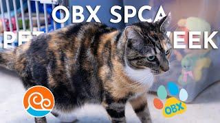 Outer Banks Outer Banks SPCA Pet of the Week: Bernadette (March 3, 2025)