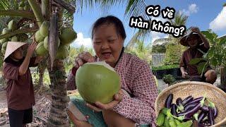 Thu hoạch rau quả, Quyên có về Hàn Quốc không? Nội chồng mất. Ít ra video. Quê Tôi #81