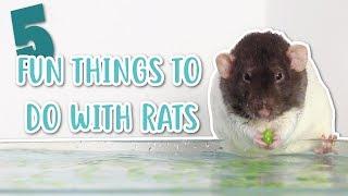  5 FUN THINGS TO DO WITH RATS 