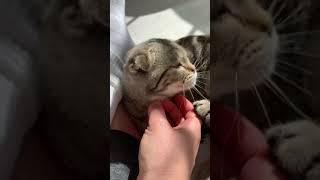 Cute Scottish Fold Kitten Hanging Out Next to Me