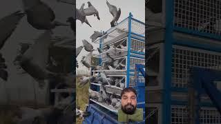  freedom #pigeon #racingpigeonloft #birds #oneloftrace #farming #pigeonracing #birdlovers #vlog