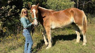 Logging Horses visit the DENTIST?!! (Full Day on the Farm!!!)