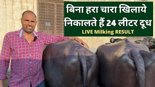 डेरी फार्मिंग में 20 साल का तजुर्बा Gurjar Dairy Farm Without Green fodder Dairy farming9306527057