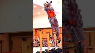 NUNGGING LAGI  #shorts #liondance #barongsai #acrobaticliondance