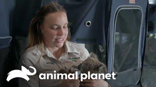 Rescatando koalas tras el incendio en la Isla Canguro | Los Irwin | Animal Planet
