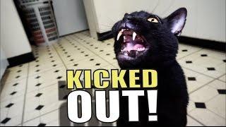 Talking Kitty Cat 51 - Kicked Out!