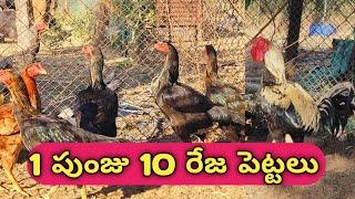 1 పుంజు 10 రేజా పెట్టెలతో  బ్రీడింగ్ చేస్తున్నాం || please save farmers